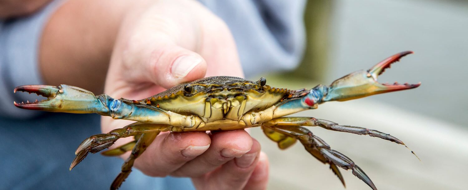 What You’ll See at the Blue Crab Festival in Little River, SC