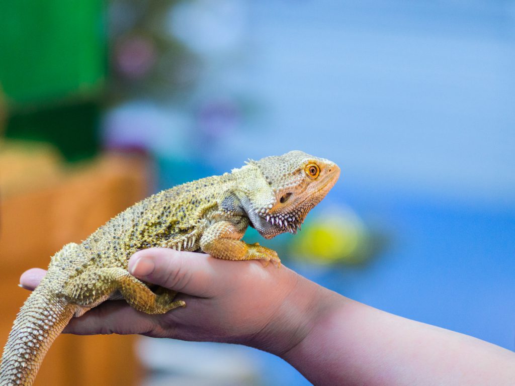 Bearded Agama sits handler's hand at a reptile show. The selection of a new pet. Terrarium.